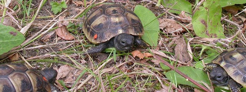 Testudo hermanni boettgeri