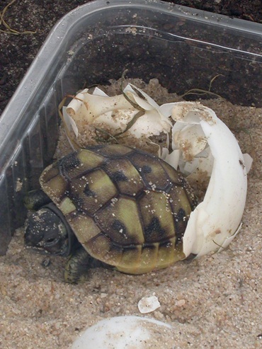 geboorte landschildpadje