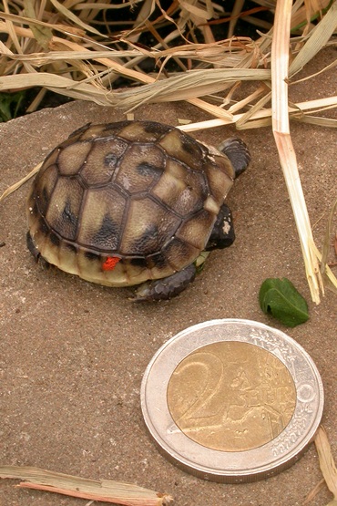 grootte pas geboren landschildpadje
