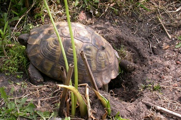 eieren leggen bij landschildpad