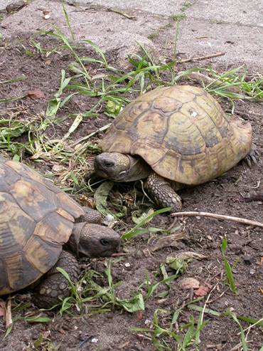 volwassen landschildpadden