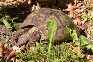 volwassen landschildpadden
